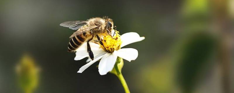 蜜蜂的特点和品质(关于蜜蜂好听的名字)