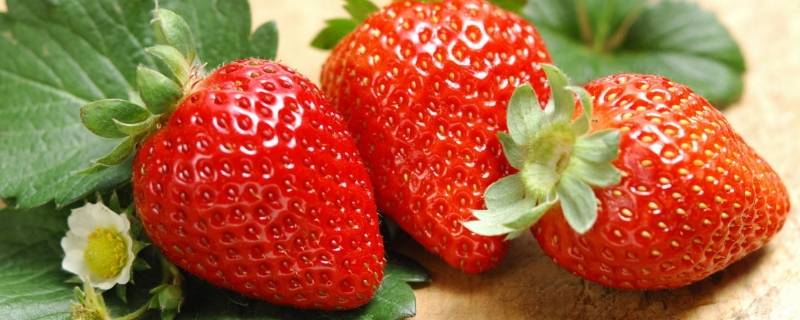 99草莓是什么品种(草莓品种大全名称)