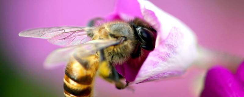蜜蜂的前翅是什么类型(蝴蝶的前翅属于什么翅)
