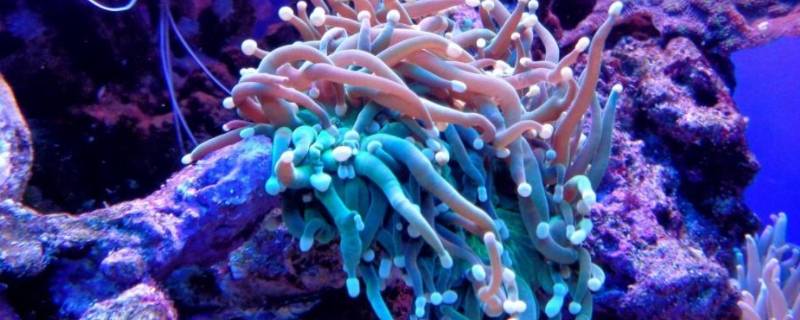 珊瑚会动吗(珊瑚虫会动吗)