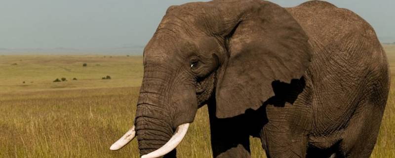 大象的耳朵有多大(大象的舌头)