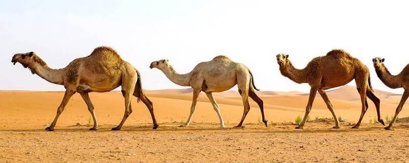骆驼被称为(人们把骆驼称为什么)