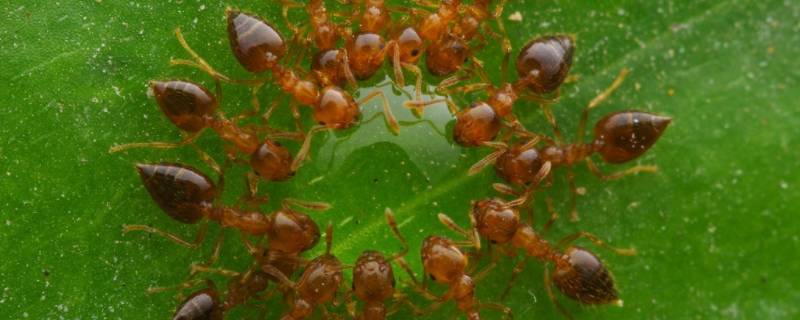 小红蚂蚁用什么可以彻底消灭(消灭黄蚂蚁最简单的办法)