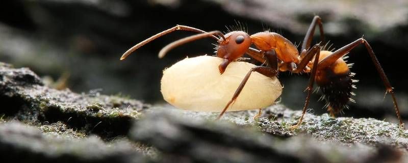 工蚁是公的还是母的(蚁后死了会有新的蚁后吗)