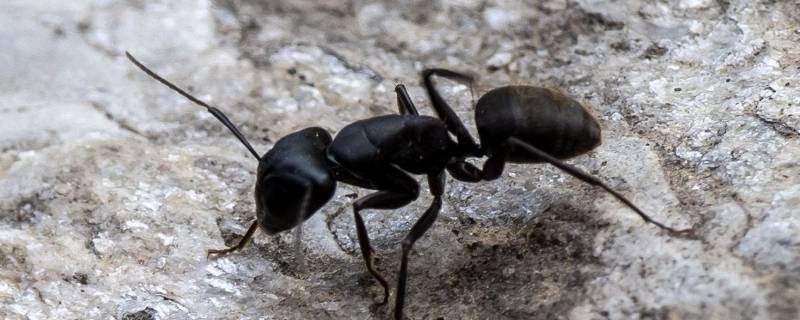 冬天蚂蚁都去哪了(蚂蚁运食物图片)
