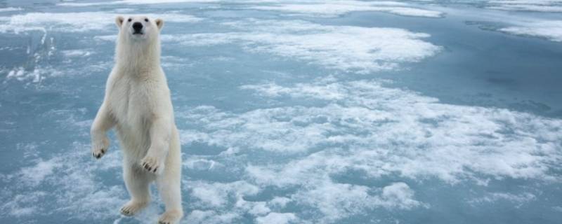 北极熊多高(世界上最大的熊有多少米)