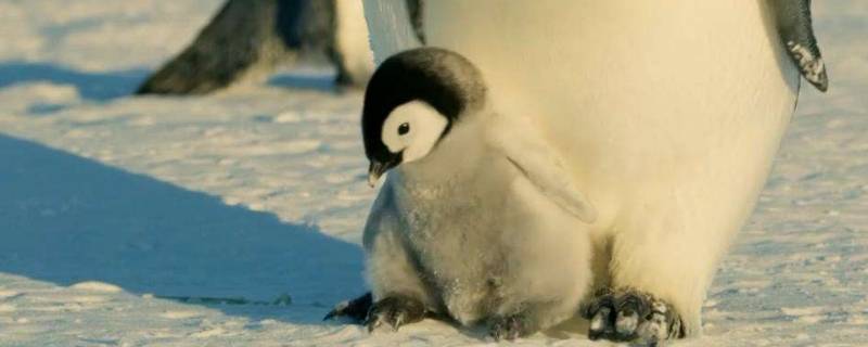 为什么企鹅不怕冷(企鹅为什么生活在南极)