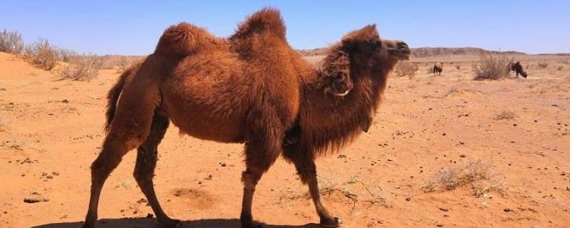 骆驼只有双峰驼一种对吗(买一对小骆驼得多少钱)