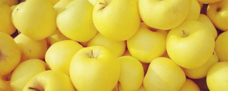 黄香蕉和黄元帅的区别(黄黄的苹果是什么品种)
