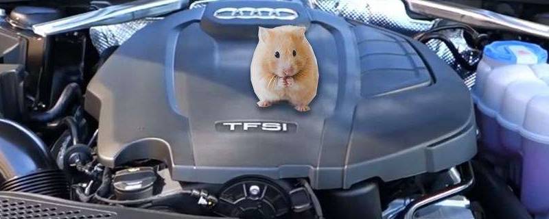 车里有老鼠怎么办(发动机舱进老鼠绝招)