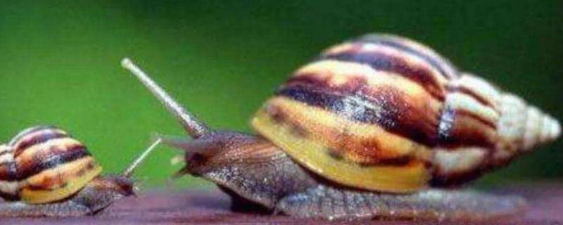 夏威夷蜗牛主要吃什么(电鳗的主要游泳器官是什么)