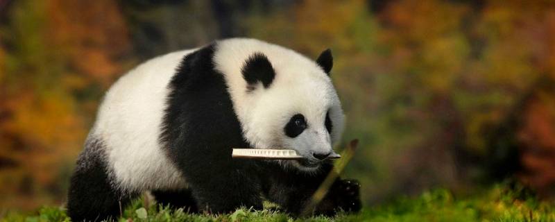 为什么只有中国有大熊猫(日本大熊猫死亡园长下跪)