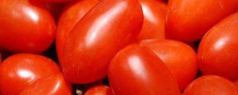 圣女果与西红柿有什么不同