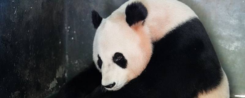 重庆有熊猫吗(大熊猫只有四川有吗?)