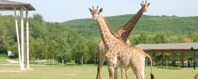 长颈鹿高几米(长颈鹿与人身高对比)