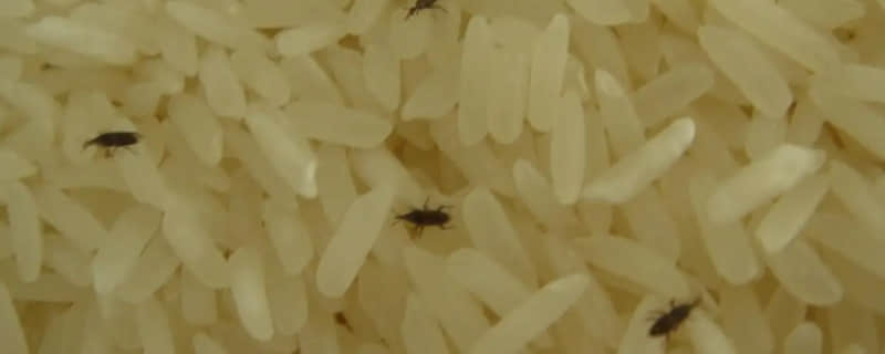 怎么防止大米生虫子处理小诀窍