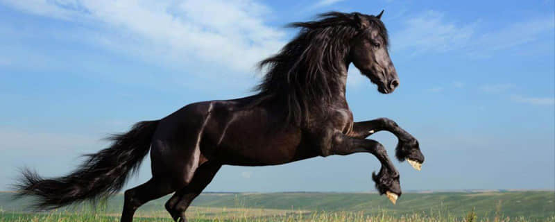 世界上最大的马有多大