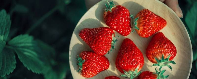 一个草莓还是一颗草莓(牛奶草莓)
