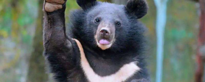 亚洲黑熊冬眠后会在几月出来活动(黑熊冬眠时间是几个月)