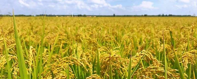 生态米是什么米(生态大米和有机大米的区别)