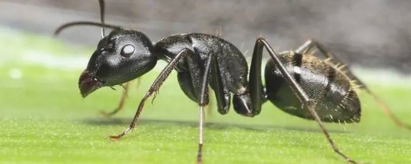 一只蚂蚁几条腿(一只蚂蚁有几条腿正确答案)