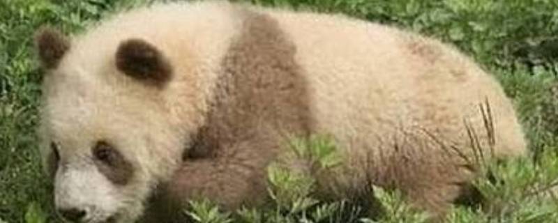 棕白色大熊猫叫什么(棕白色的大熊猫)