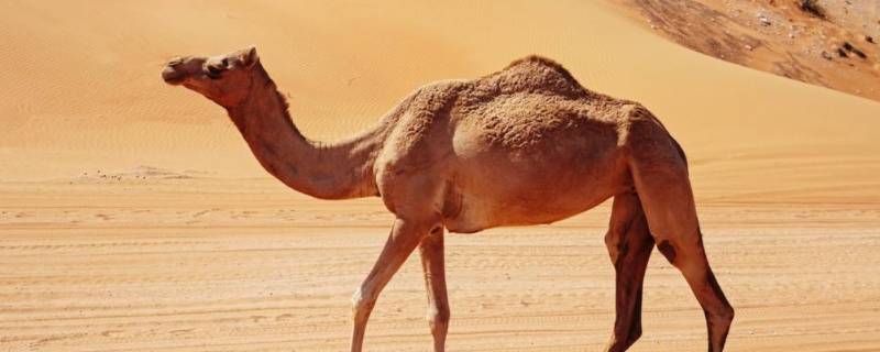 骆驼有几种(骆驼的颜色是啥颜色的)