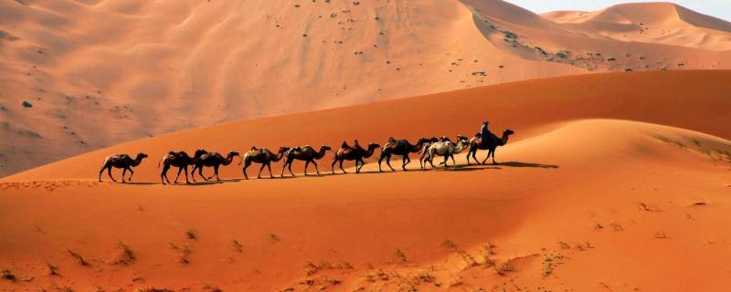 阿拉善沙漠是几大沙漠的统称(阿拉善大沙漠在哪里)