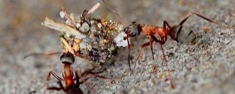 蚂蚁是怎么搬家的(描写蚂蚁的句子)