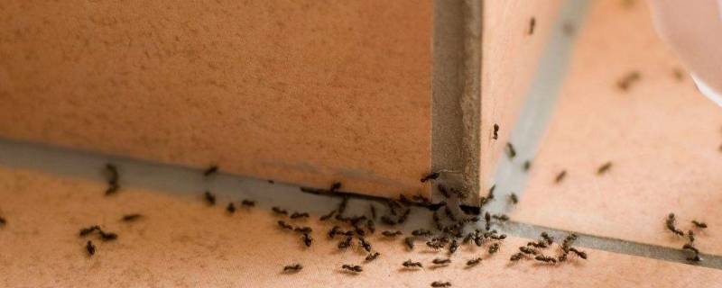 家里蚂蚁太多怎么办能除根(房间潮湿有蚂蚁怎么办)